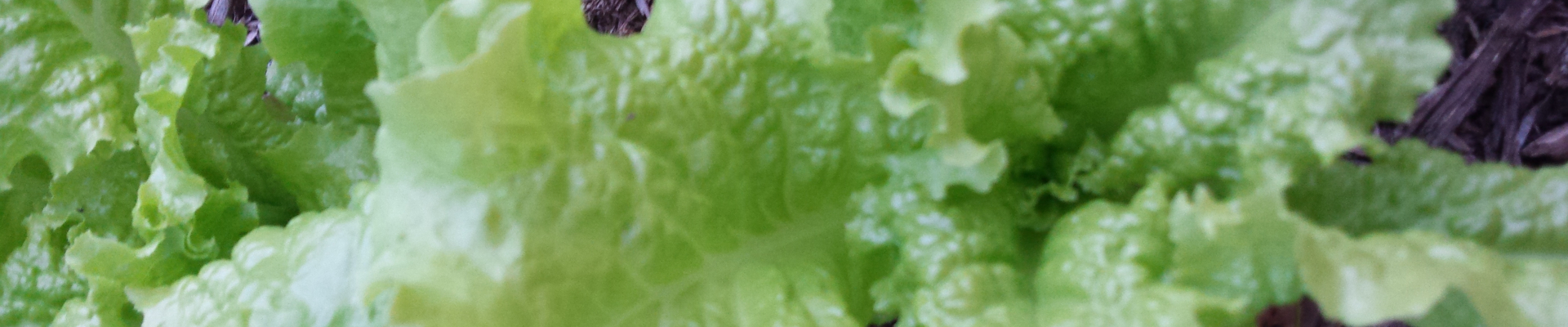 Tag: iceberg lettuce